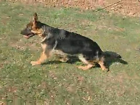 Gino de la cite d emeraude un fils de Solo et Vanta à 5 mois