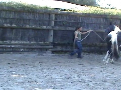 Déplacer en longe - apprentissage du déplacement. latéral