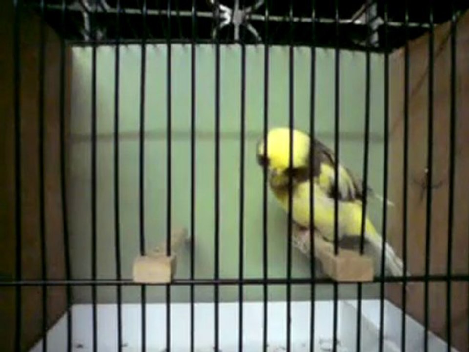 Tümay AŞÇIOĞLU 2011 Grest Yavrularından