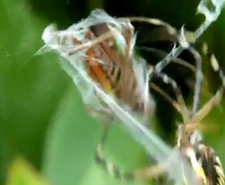 03092011 Attaque Argiope frelon complete