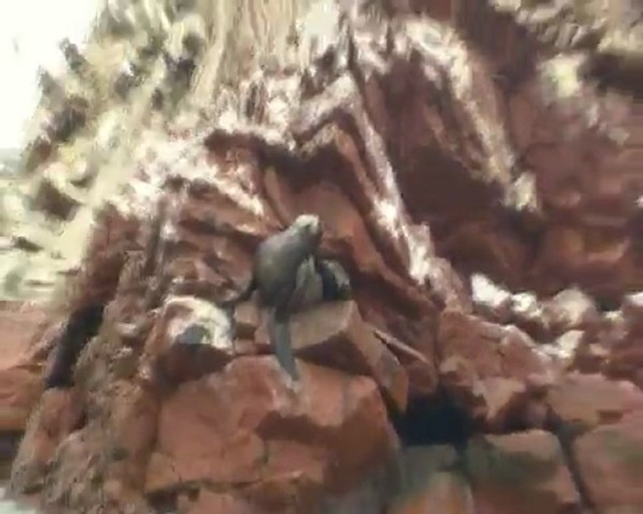 Sea lion / Islas Ballestas - Peru