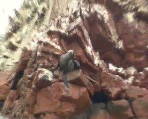 Sea lion / Islas Ballestas - Peru