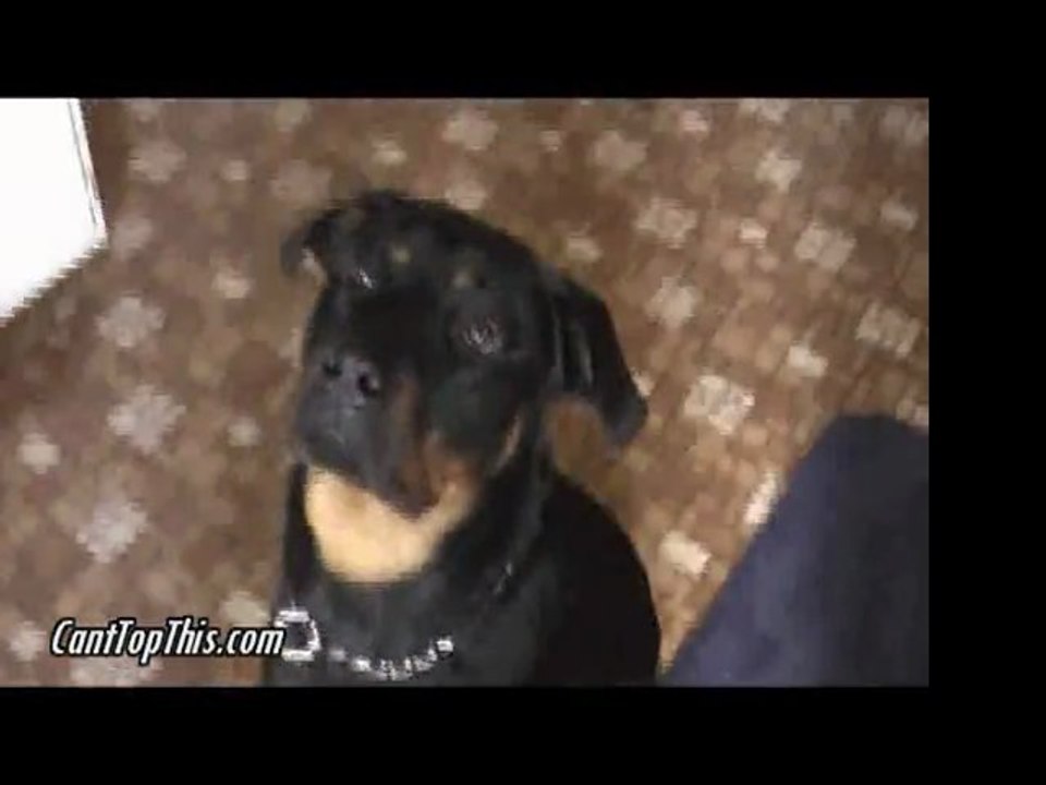 Good Rottweiler