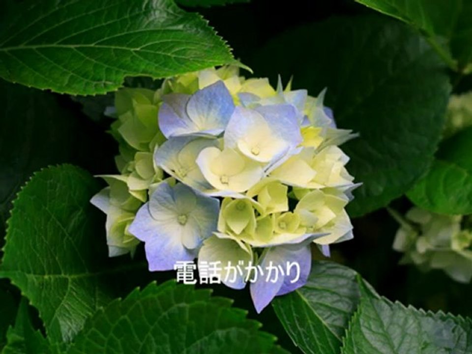 video_1