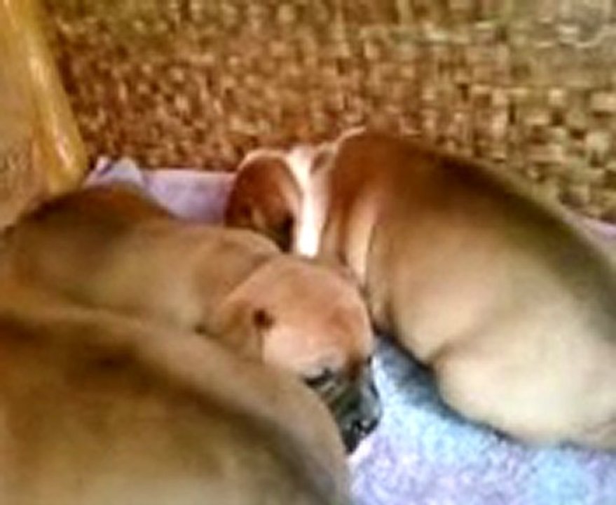 Première vidéo sur la 6ème portée de l'élevage de STAFFORDLAND ! Fait le 03.09.2011