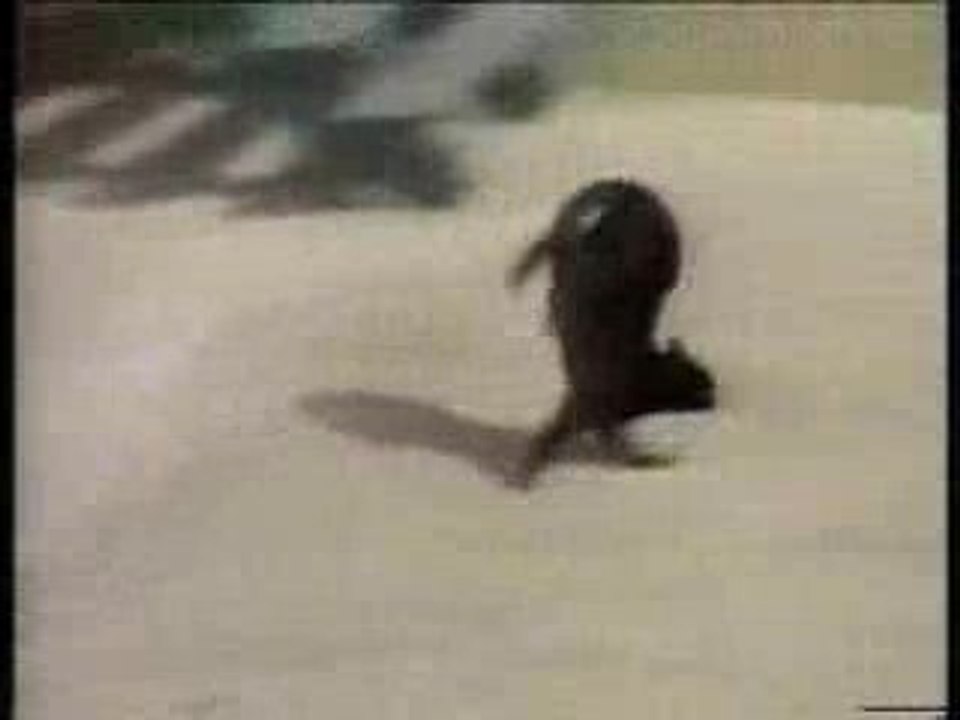 funny cats