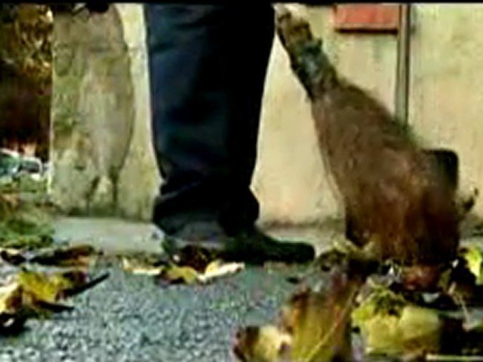 Taner Eyüpoğlu - Nasıl Oldu da Sevdim