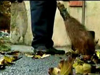 Taner Eyüpoğlu - Nasıl Oldu da Sevdim