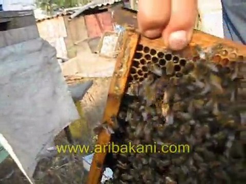 arıcılık videoları, bal çıtası ayarı
