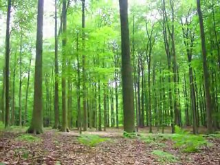 Délires dans la forêt