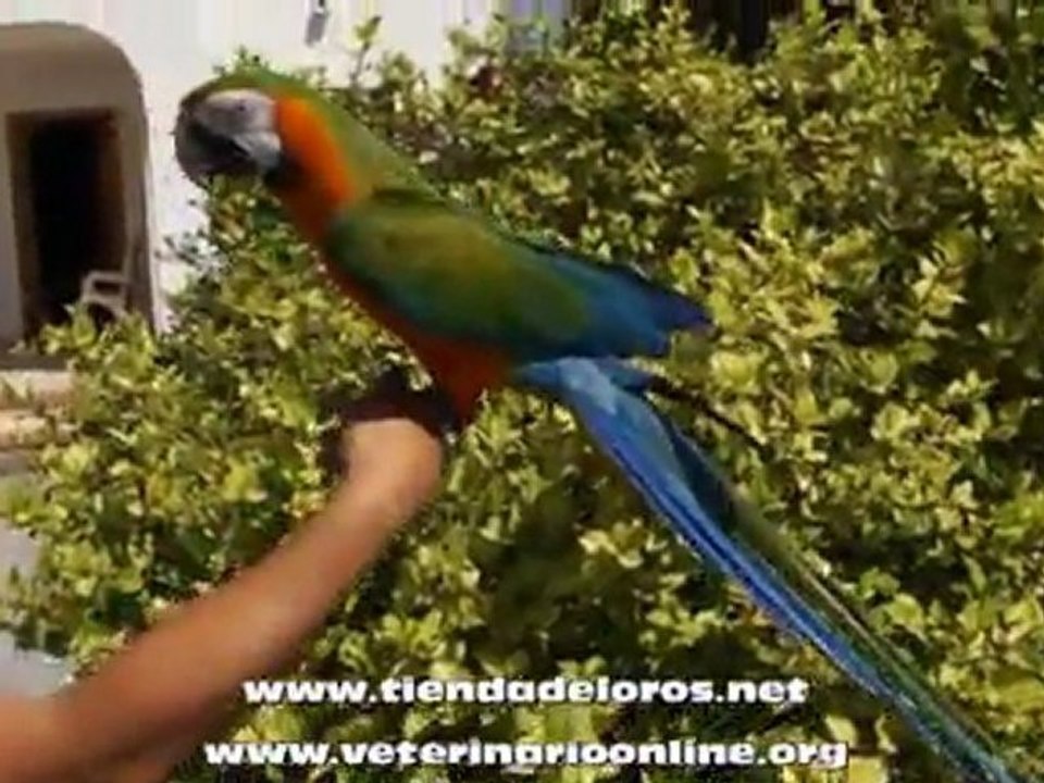 Guacamayo Ara Catalina - Hibrido entre Ara Macao y Ara Ararauna - Veterinario Onlin
