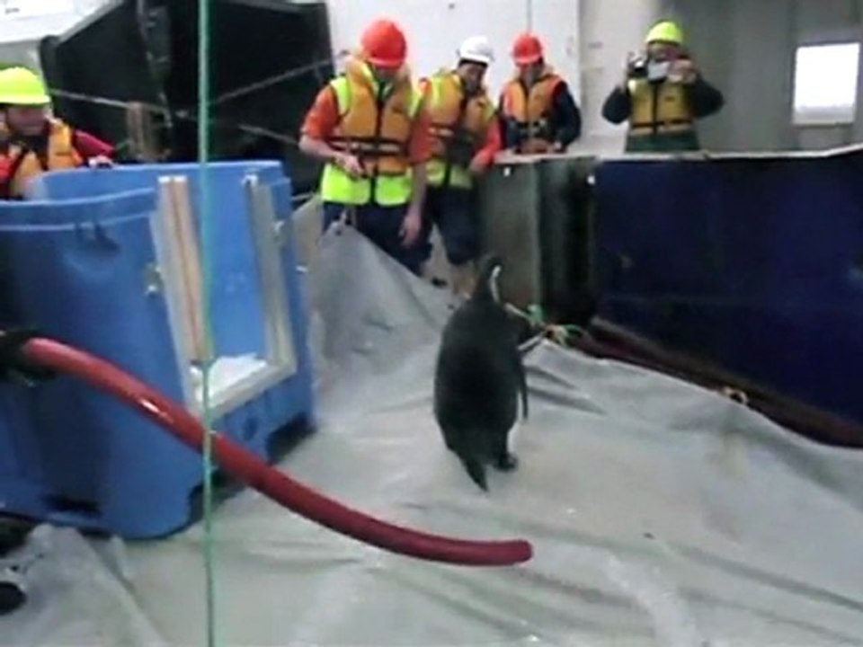 Happy Feet the penguin begins swim home