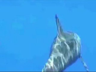 Orque pygmée (Feresa attenuata)