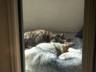 Laisse moi ta patte!!!