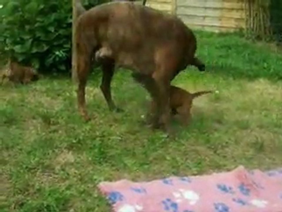 On joue en famille à 33 jours, 2011-08-31 (CHEYENNE de SAINT QUINIS X UCELLO du DOLON / Portée des "G" 2011)