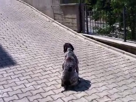 Eskişehir deutsch Kurzhaar Asya APORT VİDEO 2.BÖLÜM