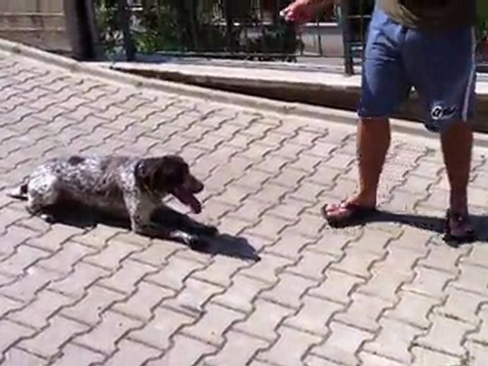 Eskişehir deutsch Kurzhaar Asya APORT VİDEO 3.BÖLÜM