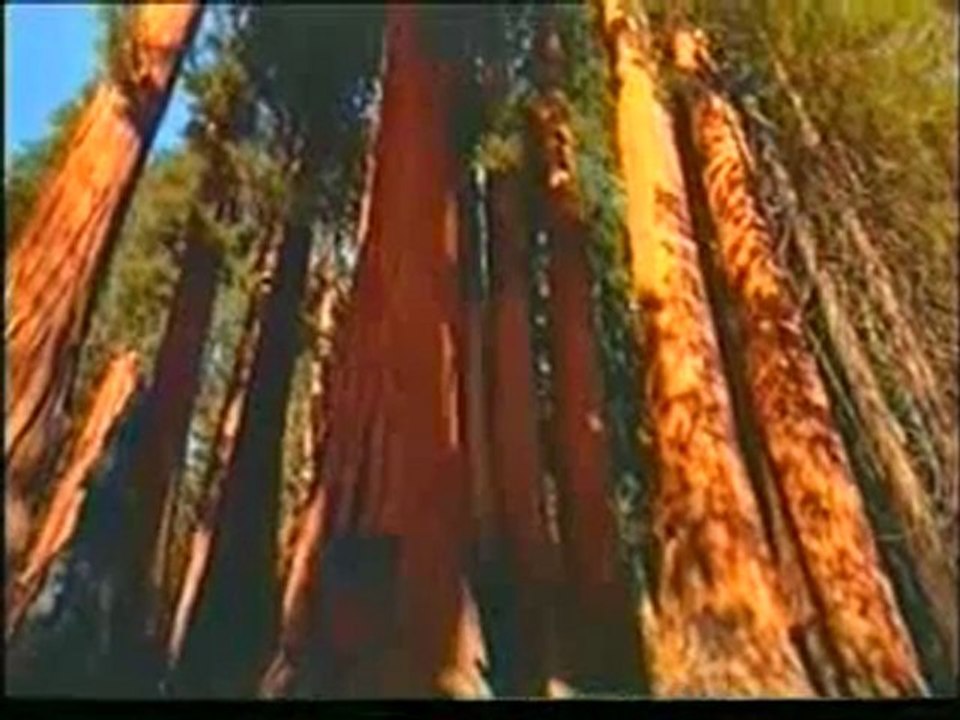 Helikopter kullanan bitkiler