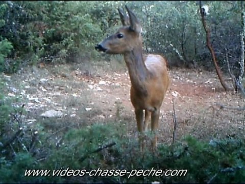 Chevreuil femelle de jour - Piège vidéo et photo - ScoutGuard DTC 550