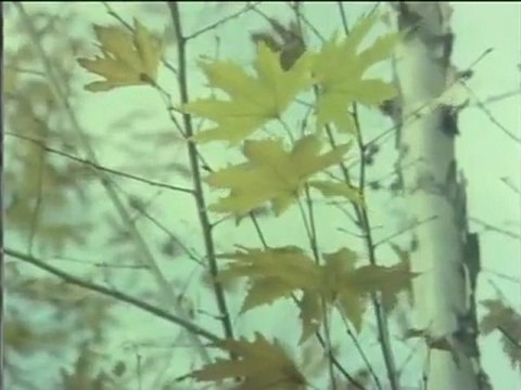 Selvi Boylum Al Yazmalim -3- Türkan Soray- Kadir Inanir