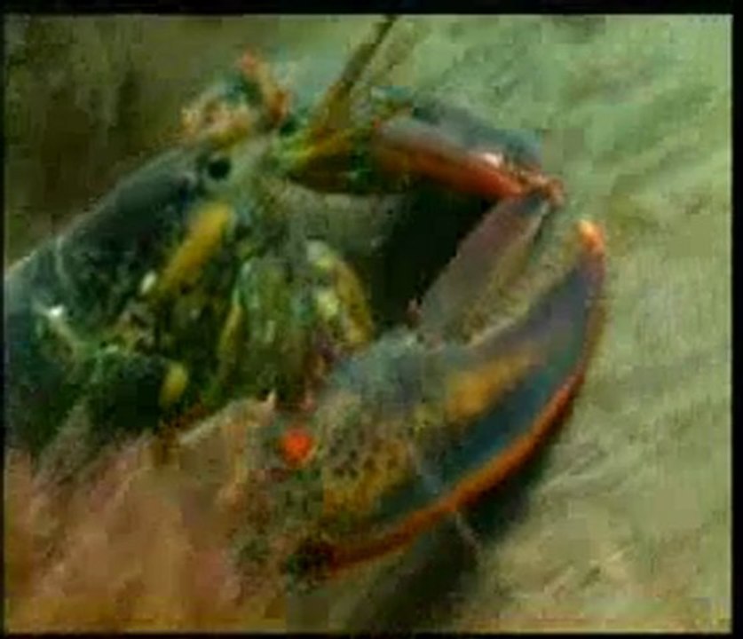 Istakozdaki optik tasarım