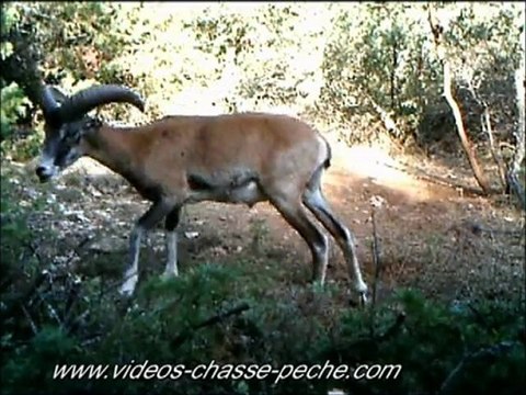 Mouflon mâle de jour - Piège vidéo et photo - ScoutGuard DTC 550