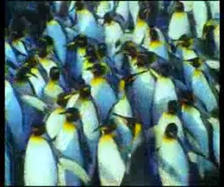 Penguenlerin yürüme tekniği