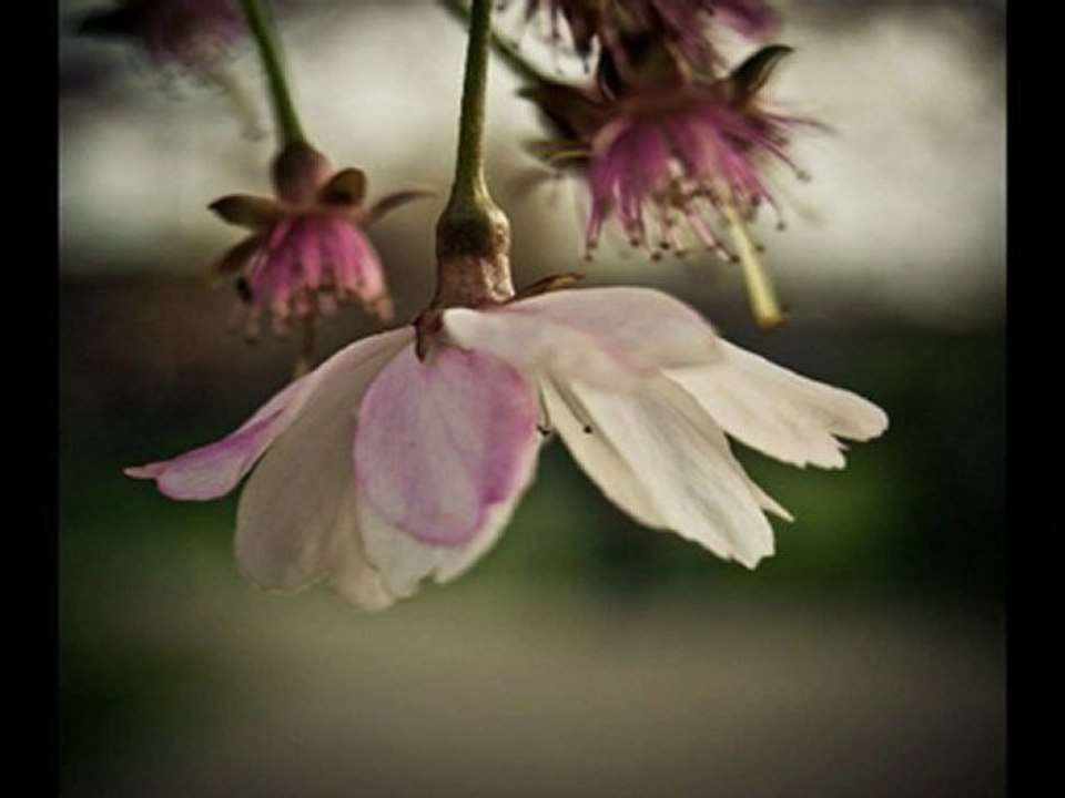 SÖYLEYEMEDİM & CEVDET BAĞCA