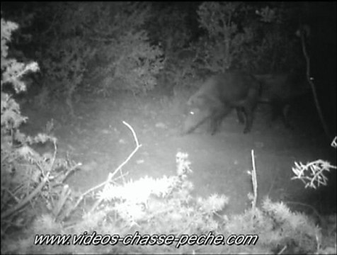 2 beaux sangliers de nuit - Piège vidéo et photo - ScoutGuard DTC 550