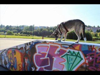 petite ballade avec Laïka