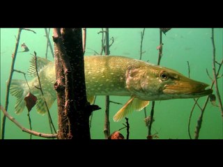 Brochets sur embacle artificiel ( pike's pitt )