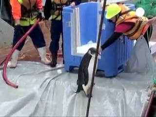 "Happy feet" retourne dans l'Antarctique