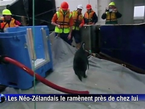 Nouvelle-Zélande: le manchot star Happy Feet est parti retrouver les siens