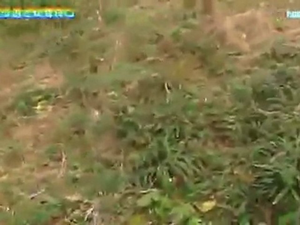河原の遊歩道で松茸狩り