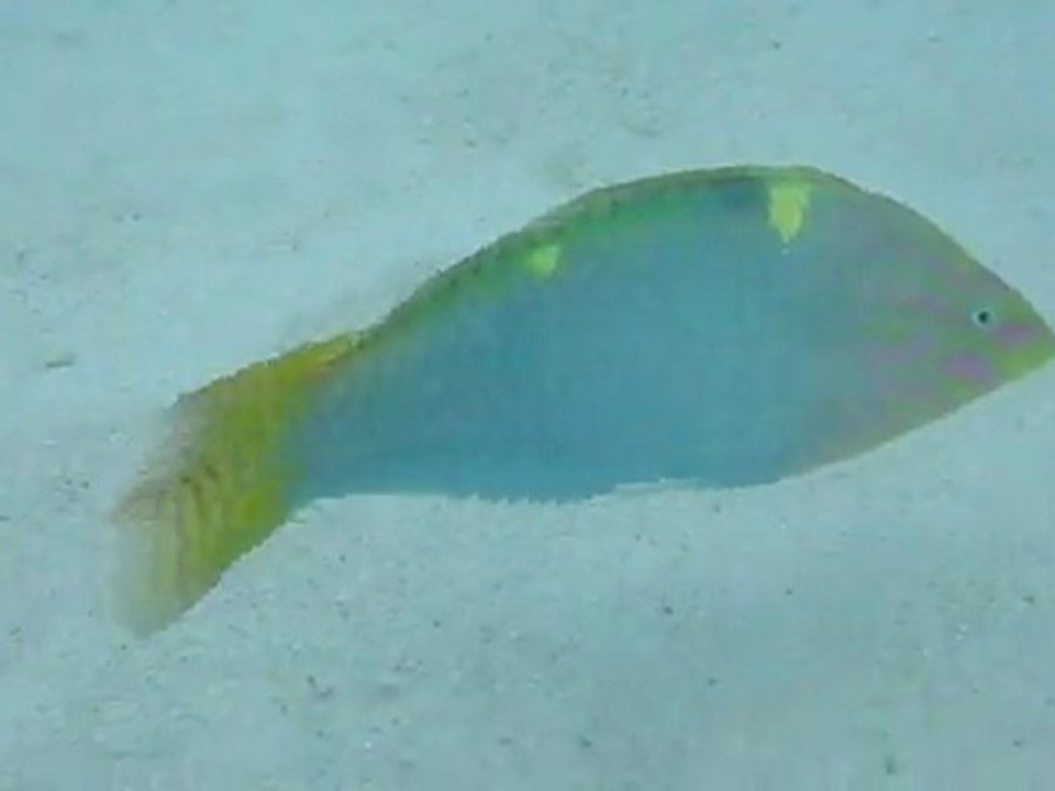 moorea2
