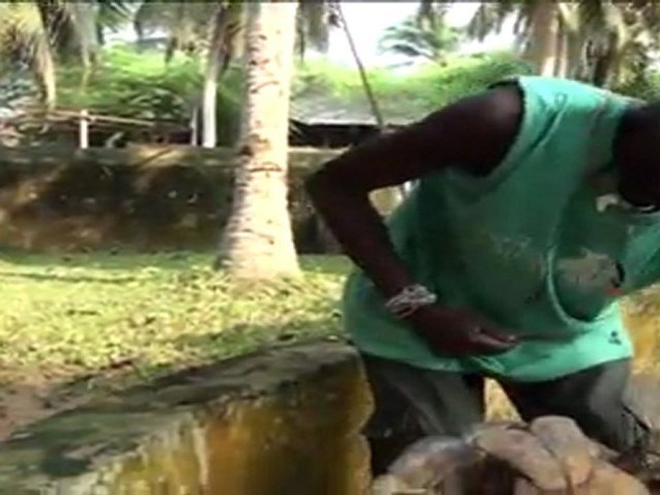Crocodiles DIPI