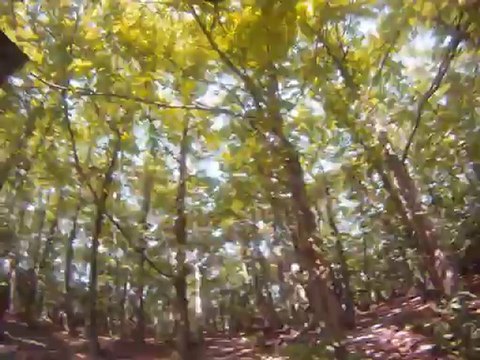 VTT dans la forêt de Montmorency