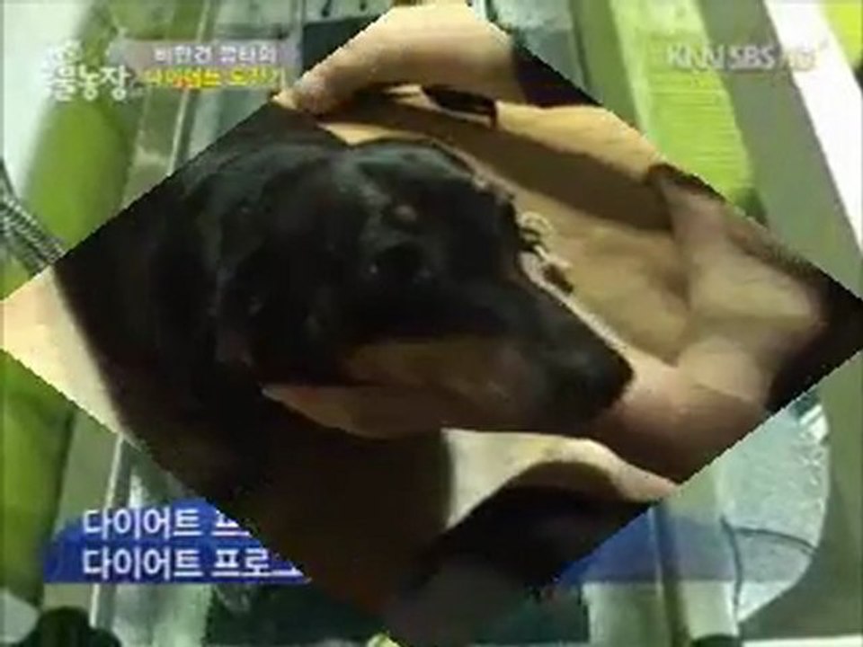 動物11.0904