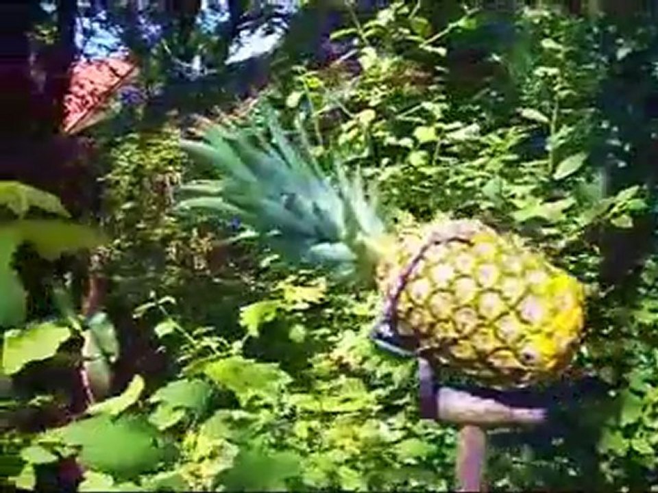 Mrsrammadamma's pineapple planking prank on glam rockstar rammadamma