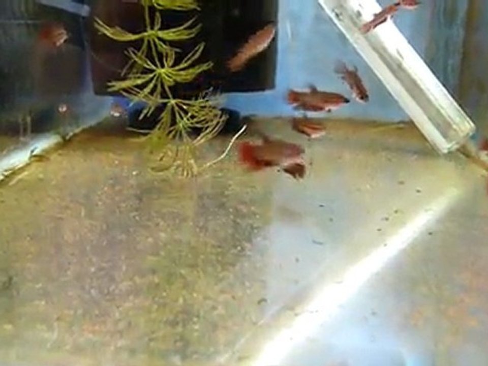 jeunes bettas a 2 mois