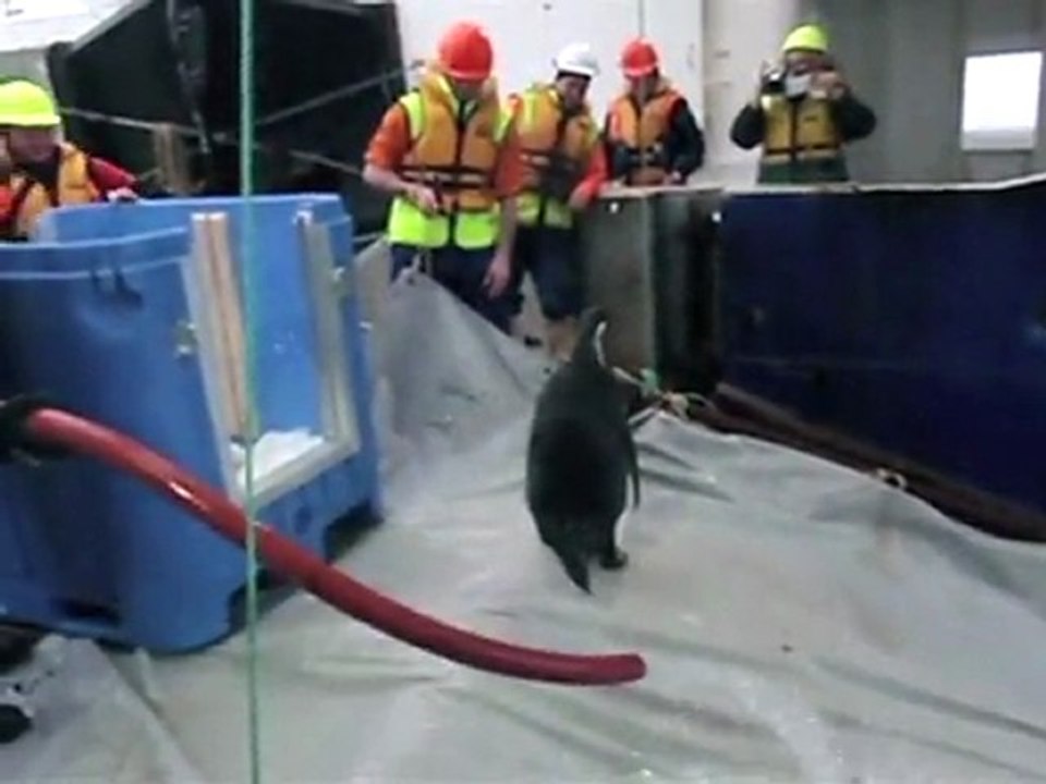 ‘Happy Feet’ volta para casa