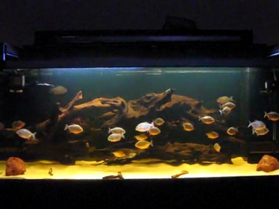 my piranha (pygocentrus nattereri) amazon biotop