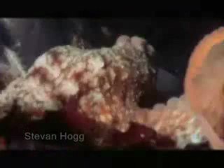 DEV AHTAPOT KÖPEKBALIGINI YUTUYOR.