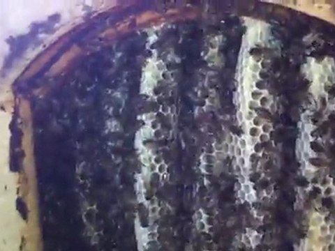 Kara Kovan Balı Sagım karagolbali.com