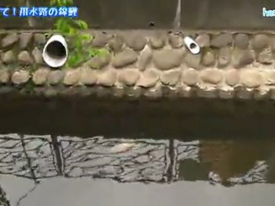 元気に育て！用水路の錦鯉