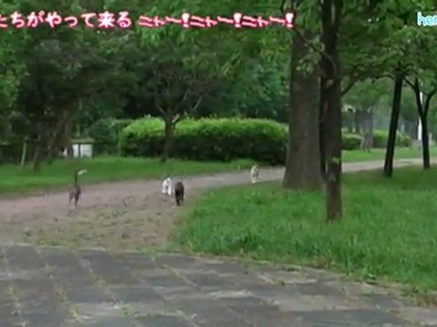 野良猫たちがやって来る ニャー！ニャー！ニャー！ CREEPING NINJA CATS