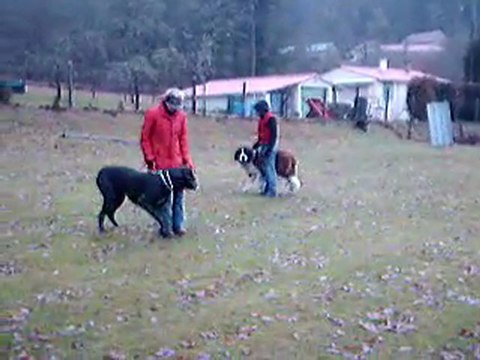 Centre Canin Cyno 23, la marche au pied et socialisation