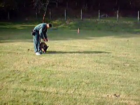 Centre Canin Cyno 23, le rapport d'objet