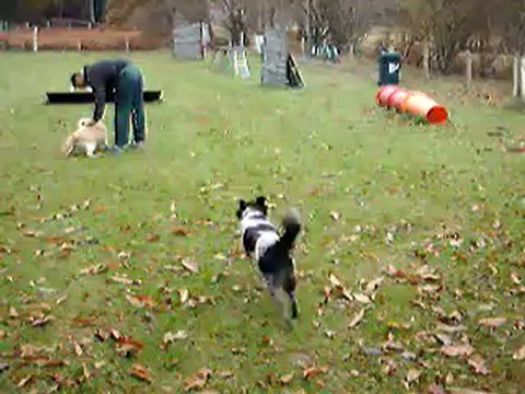 Centre Canin Cyno 23, La socialisation