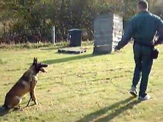 Centre Canin Cyno 23, le saut en longueur